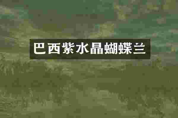 巴西紫水晶蝴蝶兰