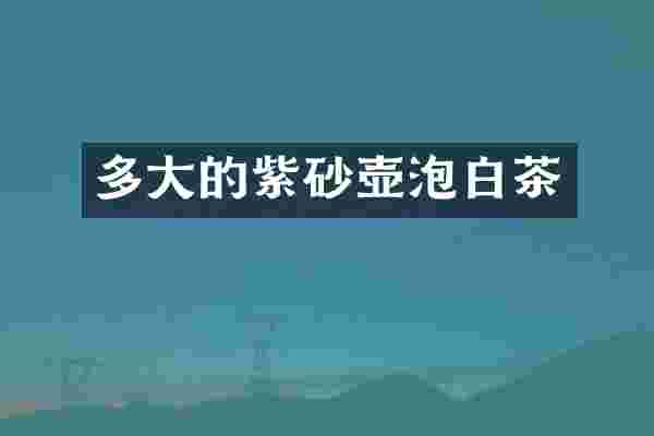 多大的紫砂壶泡白茶