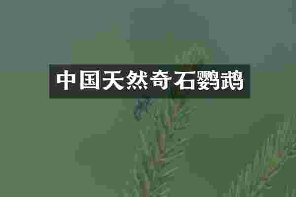 中国天然奇石鹦鹉