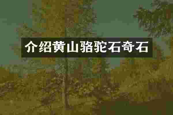 介绍黄山骆驼石奇石
