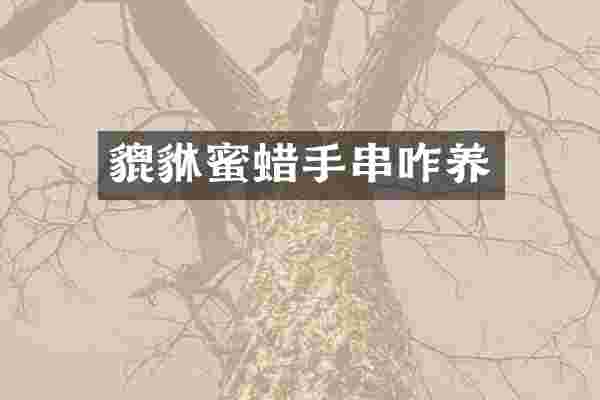貔貅蜜蜡手串咋养