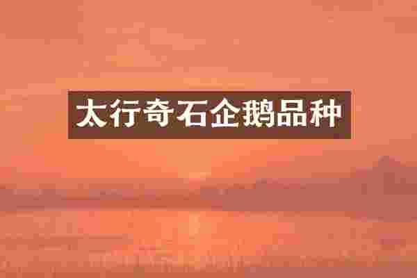 太行奇石企鹅品种