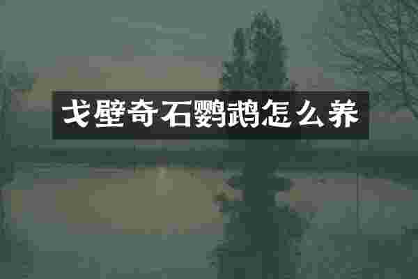 戈壁奇石鹦鹉怎么养