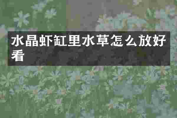 水晶虾缸里水草怎么放好看