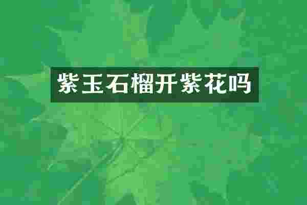紫玉石榴开紫花吗