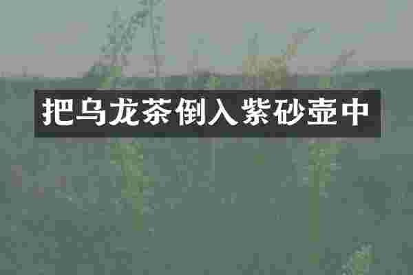 把乌龙茶倒入紫砂壶中