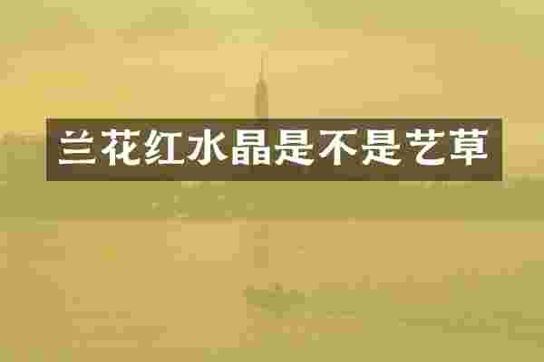 兰花红水晶是不是艺草